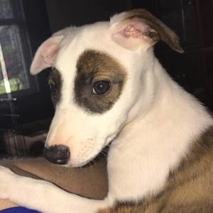 Meet your Posher, Thomas j